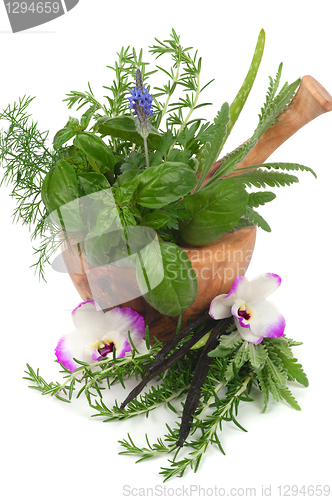 Image of Herbal Therapy