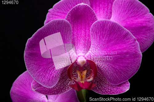 Image of Orchid