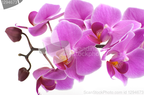 Image of Orchid Flower