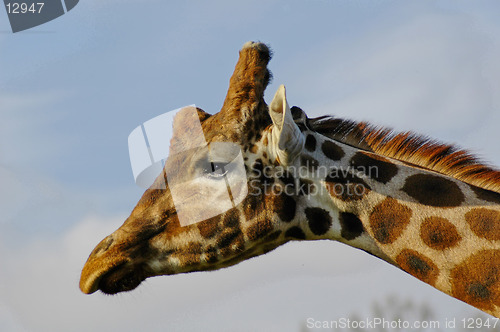 Image of Giraffe
