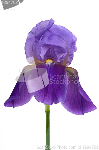 Image of Iris Flower