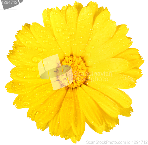 Image of One yellow flower of calendula with dew