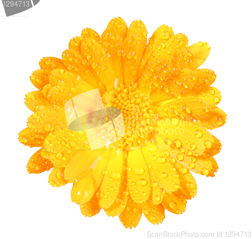 Image of One orange flower of calendula with dew