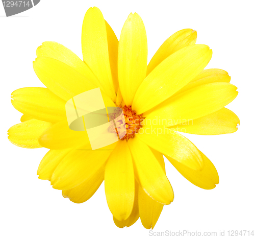 Image of One yellow flower of calendula