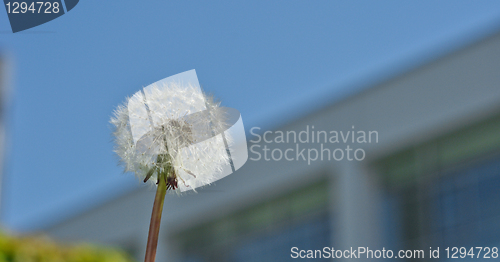 Image of white dandelion