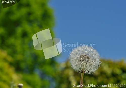 Image of white dandelion