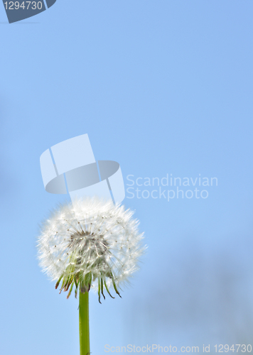 Image of white dandelion