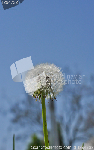 Image of white dandelion