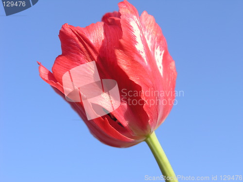 Image of Red tulip