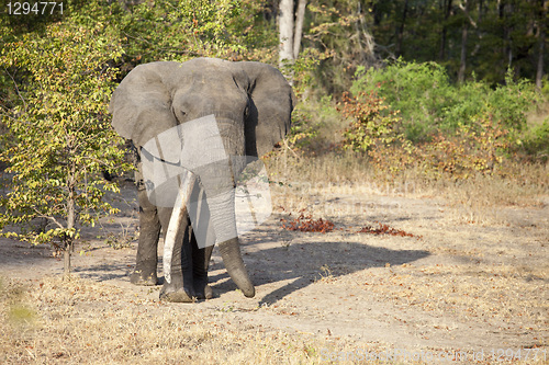 Image of Elephant