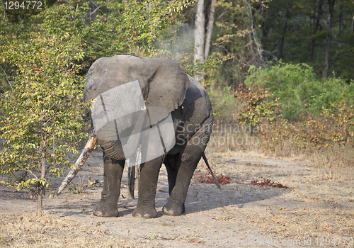 Image of Elephant