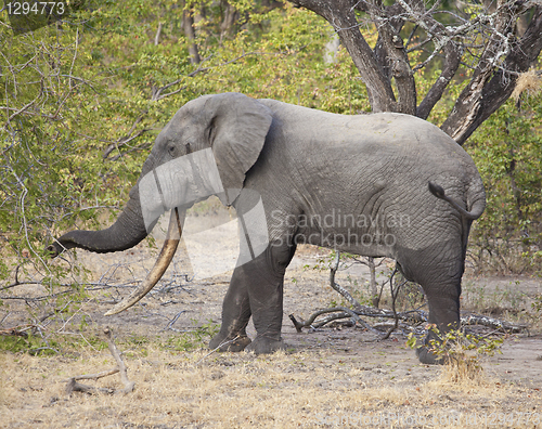 Image of Elephant