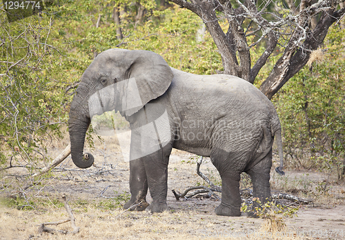 Image of Elephant