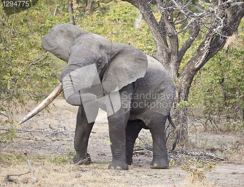 Image of Elephant