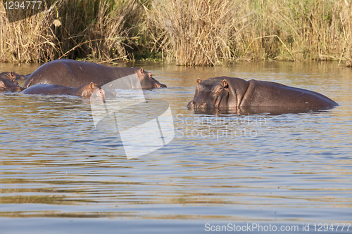 Image of Hippo