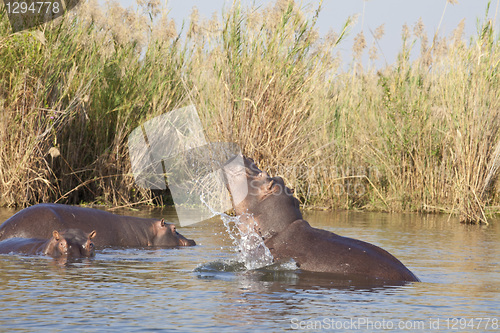 Image of Hippo