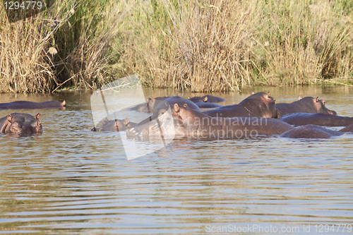 Image of Hippo