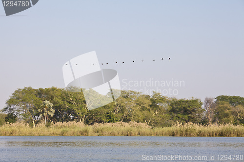 Image of Birds in africa