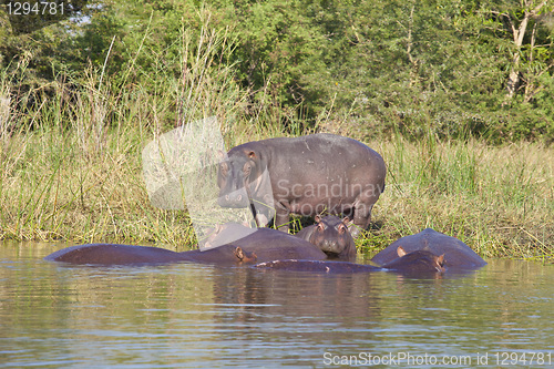 Image of Hippo