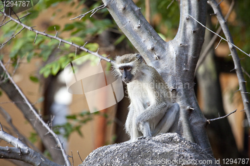 Image of Baboon