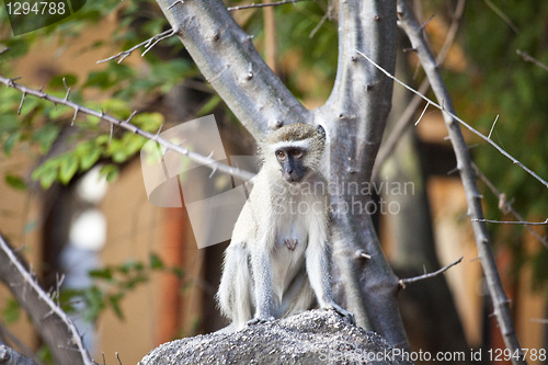 Image of Baboon
