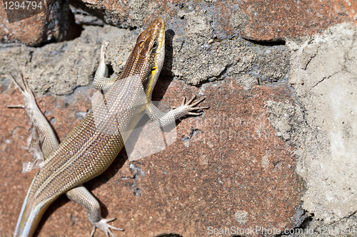 Image of African lizard