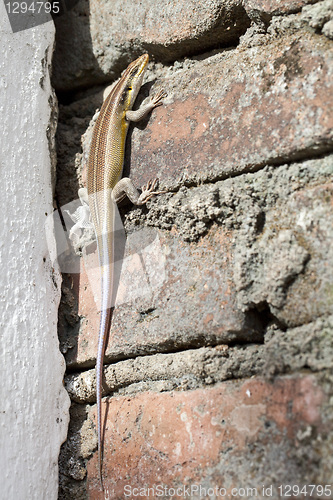 Image of African lizard