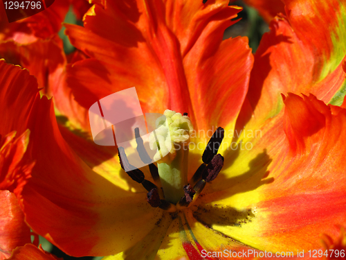 Image of detail closeup of big red tulip  