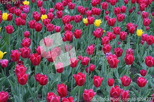 Image of beautiful tulips background