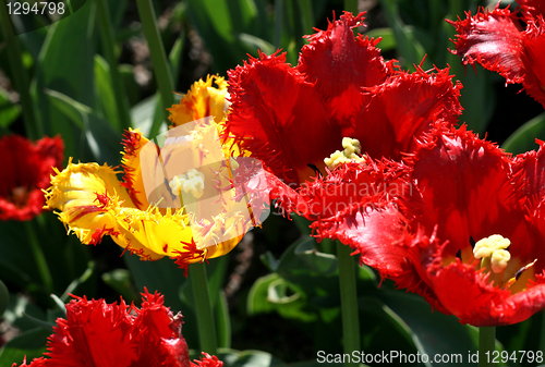 Image of beautiful tulips 