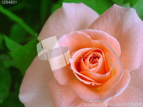 Image of pink rose 