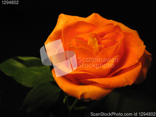 Image of beautiful orange rose isolated on black