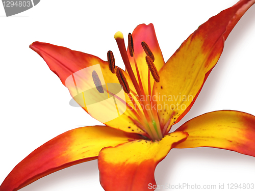 Image of lily flower isolated on white