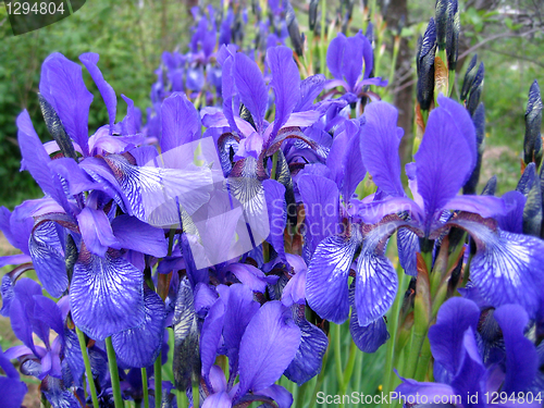 Image of iris flowers
