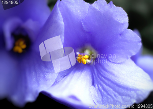 Image of beautiful violet flowers