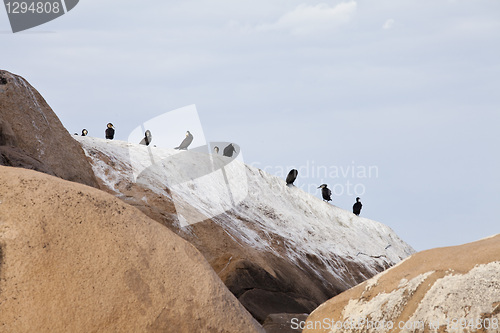 Image of Birds