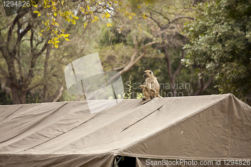 Image of African baboon