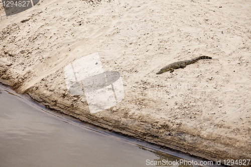 Image of Crocodile