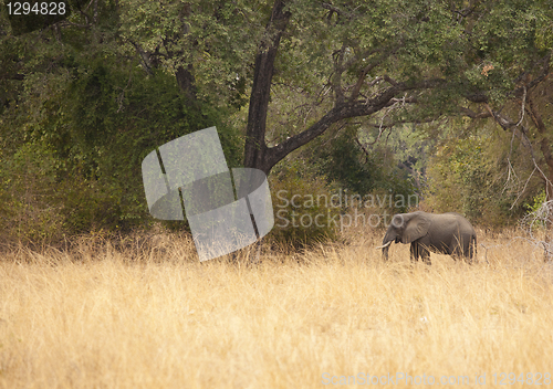 Image of Elephant