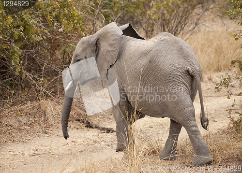 Image of Elephant