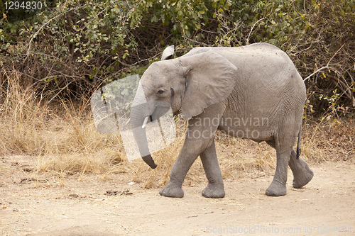 Image of Elephant