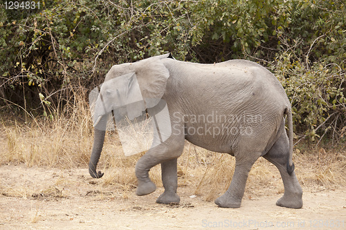 Image of Elephant