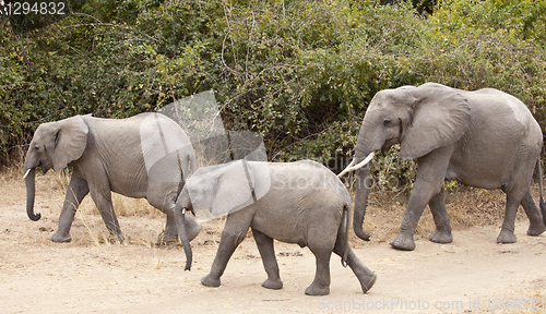 Image of Elephant