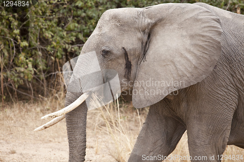 Image of Elephant