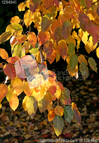 Image of branch of autumn tree glowing in sunlight