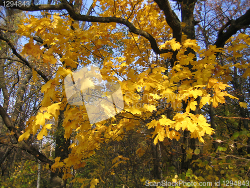 Image of autumn maple tree