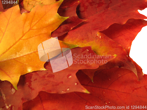 Image of beautiful colored fall leaves with water drops