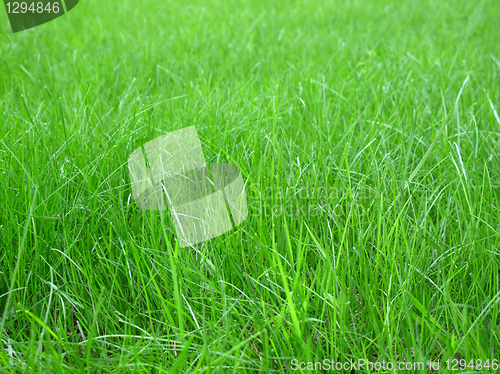 Image of green grass