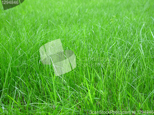 Image of green grass