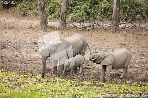 Image of Elephant